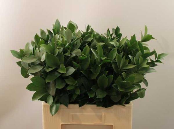 Vollsortiment - Ruscus, grün - 1 Bund (10 Stiele)